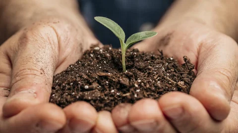 Produzione e commercio vegetali