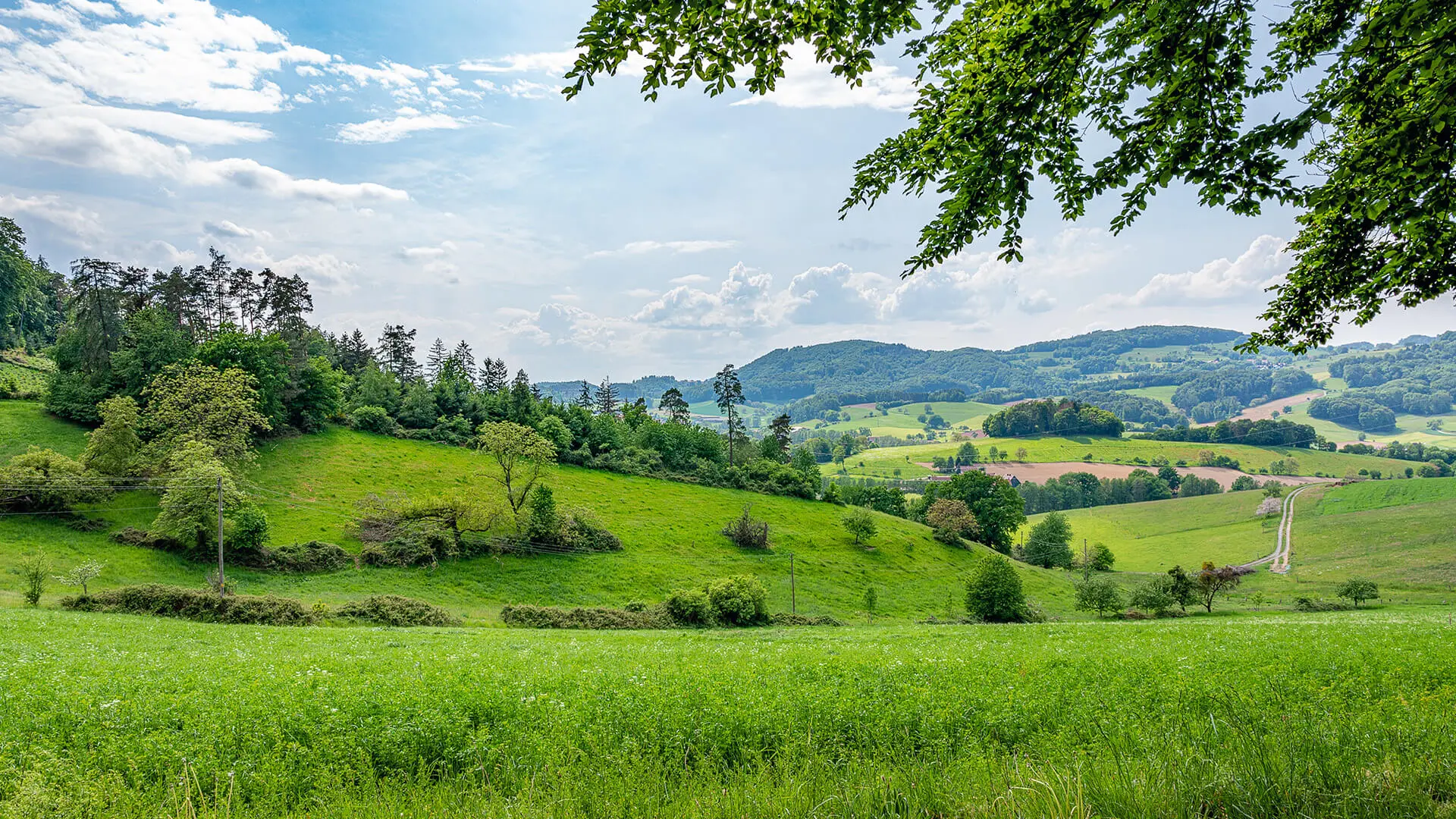 Consorzio Fitosanitario Provinciale di Piacenza - Piante e colline