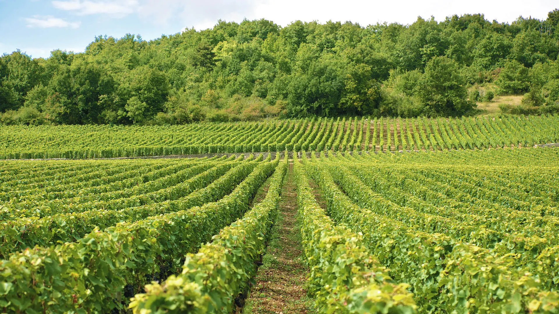 Consorzio Fitosanitario Provinciale di Piacenza - Vigne