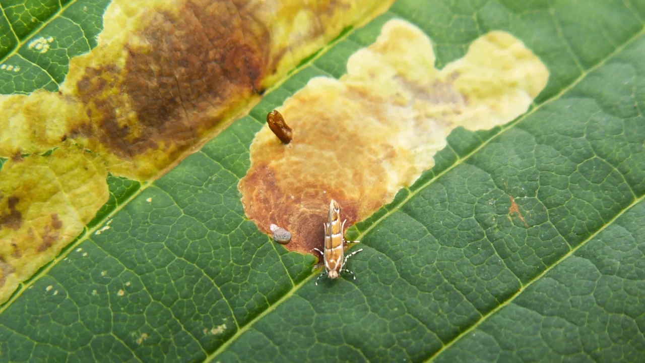 Cameraria dell ippocastano