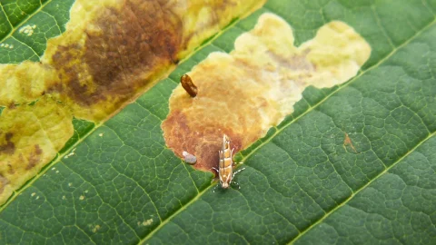 Cameraria dell ippocastano