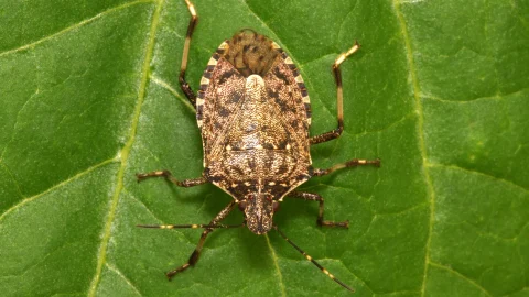 Halyomorpha halys