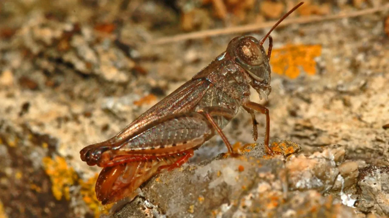 Locusta dalle ali rosa