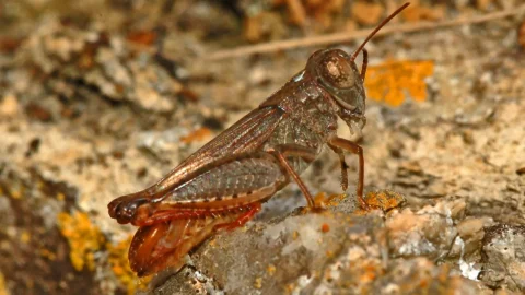 Locusta dalle ali rosa