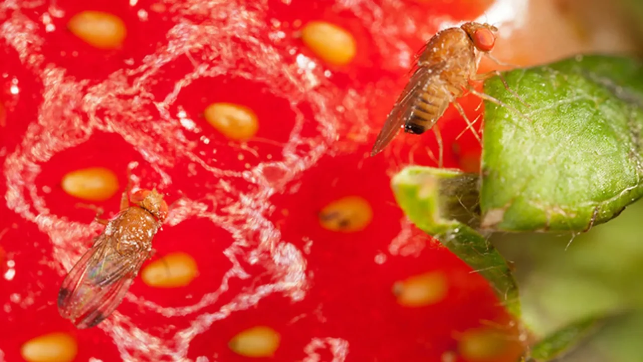 Moscerino dei piccoli frutti