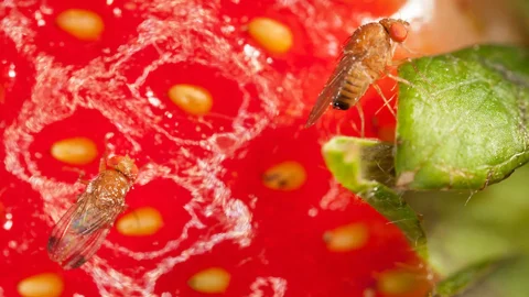 Moscerino dei piccoli frutti