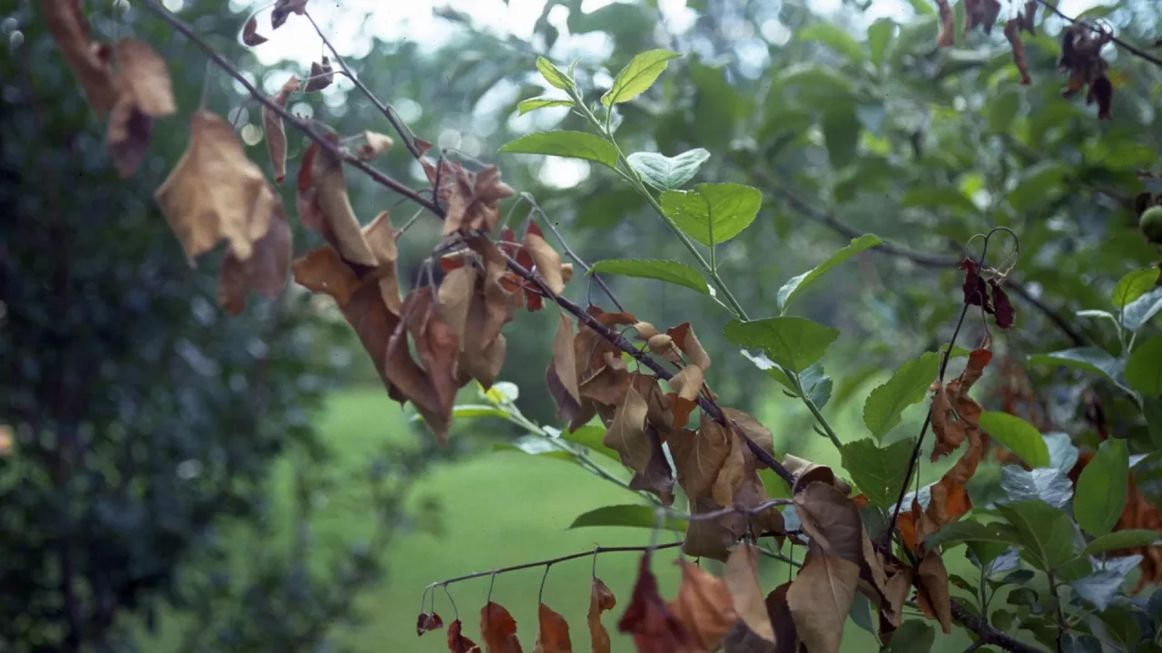 Colpo di fuoco batterico