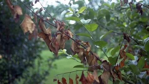 Colpo di fuoco batterico
