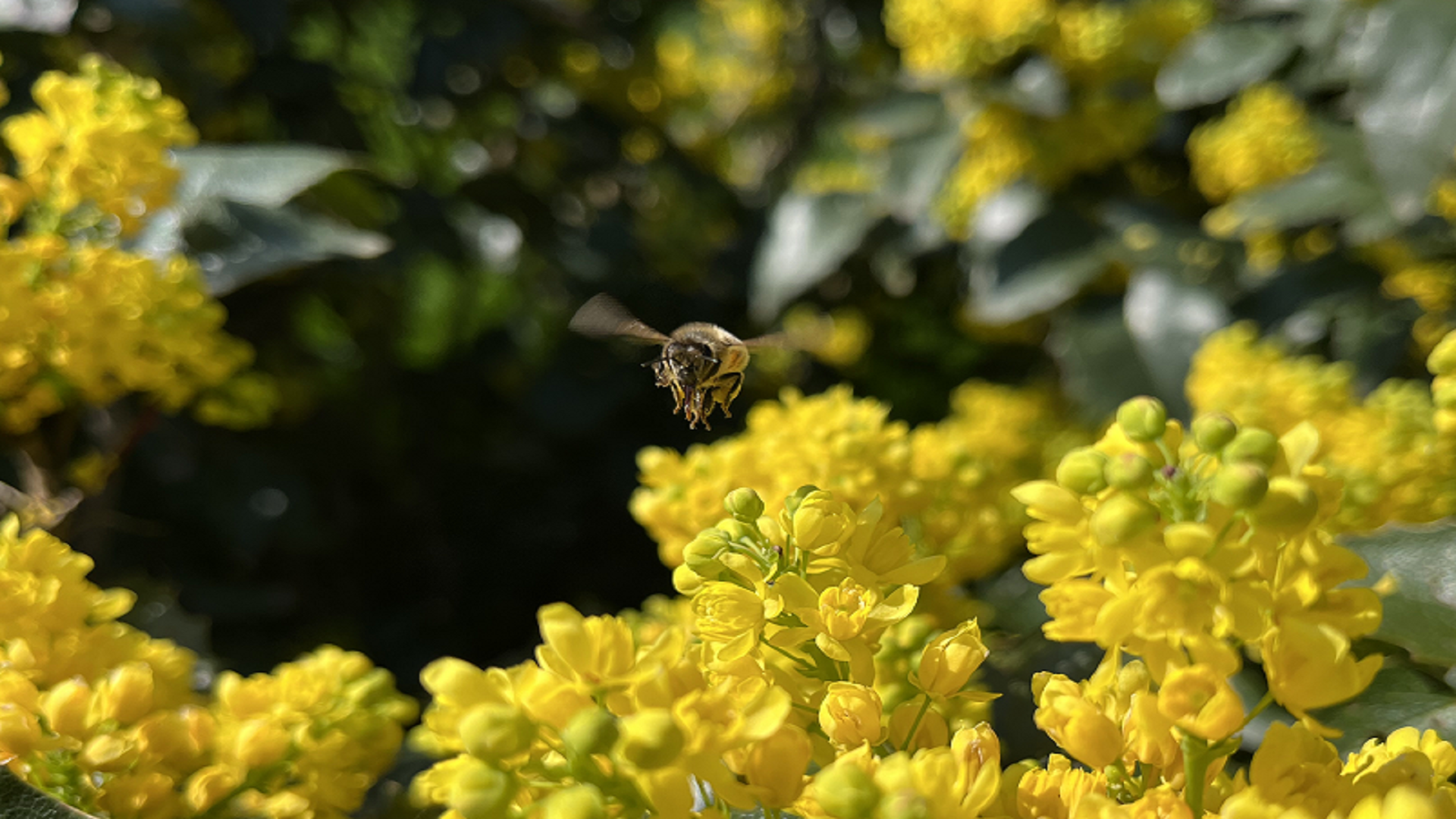 Movimentazione alveari anno 2024